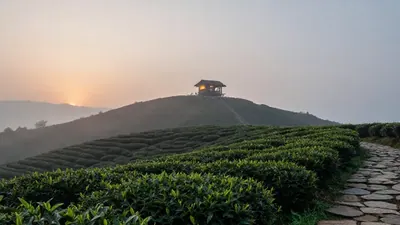 高山上的那代人：福伯与他的山顶茶园