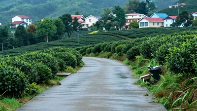 🍵 茶禅一味・凤姐茶语