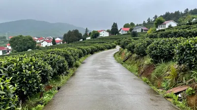 🍂 立秋｜AI跑得再快，也焙不出一泡凤凰单丛