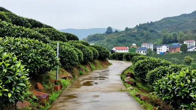 🍵停下来的智慧：老枞鸭屎香与那条歇了半天的街