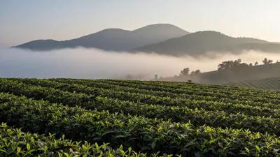🌪️ 血色茶印：一饼假茶牵出的三代茶人恩怨
